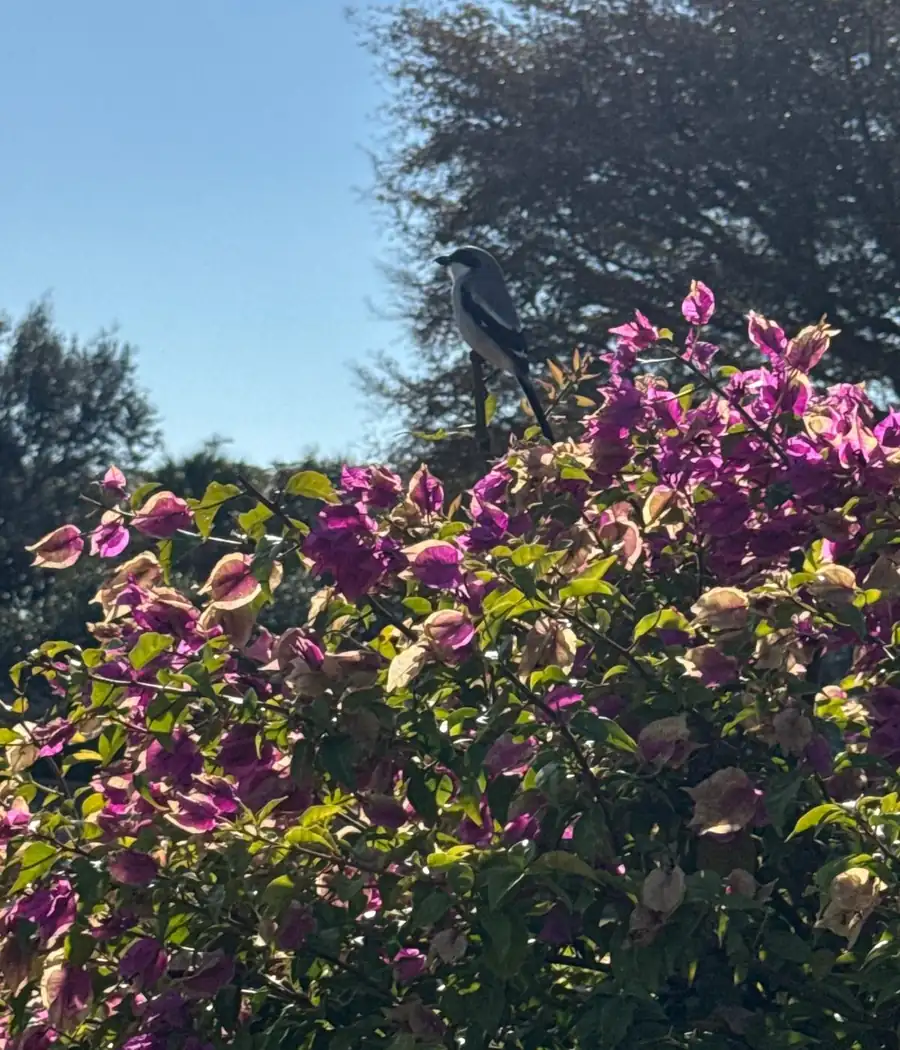 Bougainvillea in bloom with a bird perched on top
