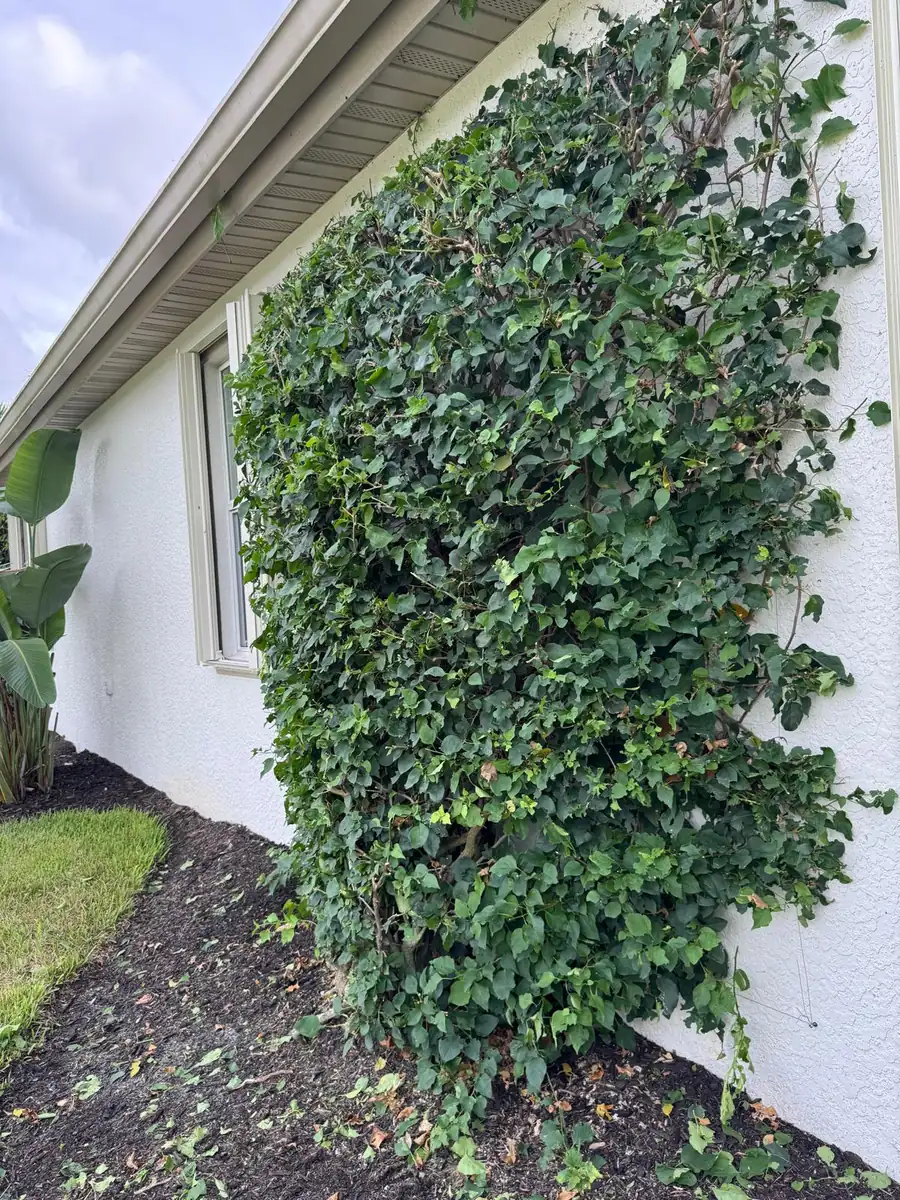 Bougainvillea trimmed and shaped against a white wall