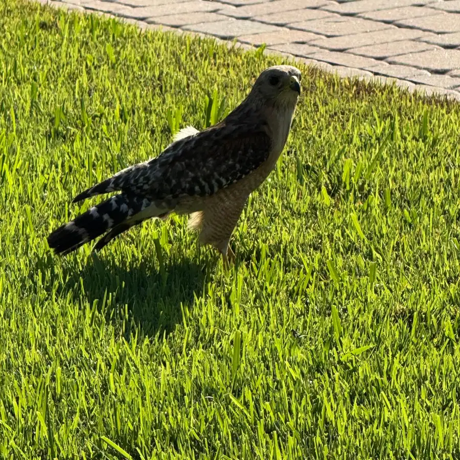A hawk standing on a freshly mowed lawn