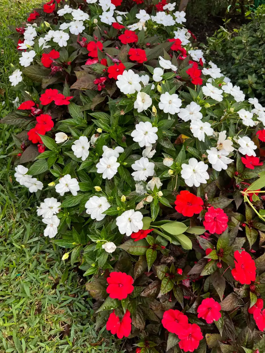 Close-up of a bed of red and white impatiens