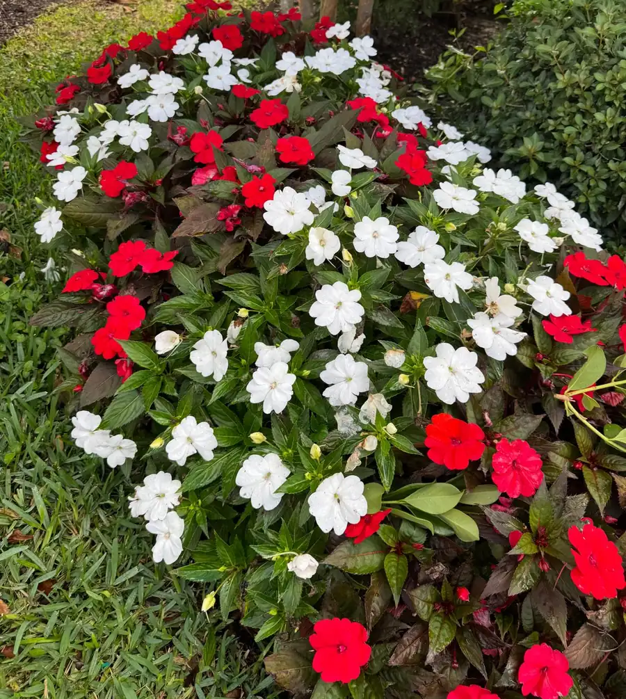 Red and white impatiens in a flower bed beside the lawn