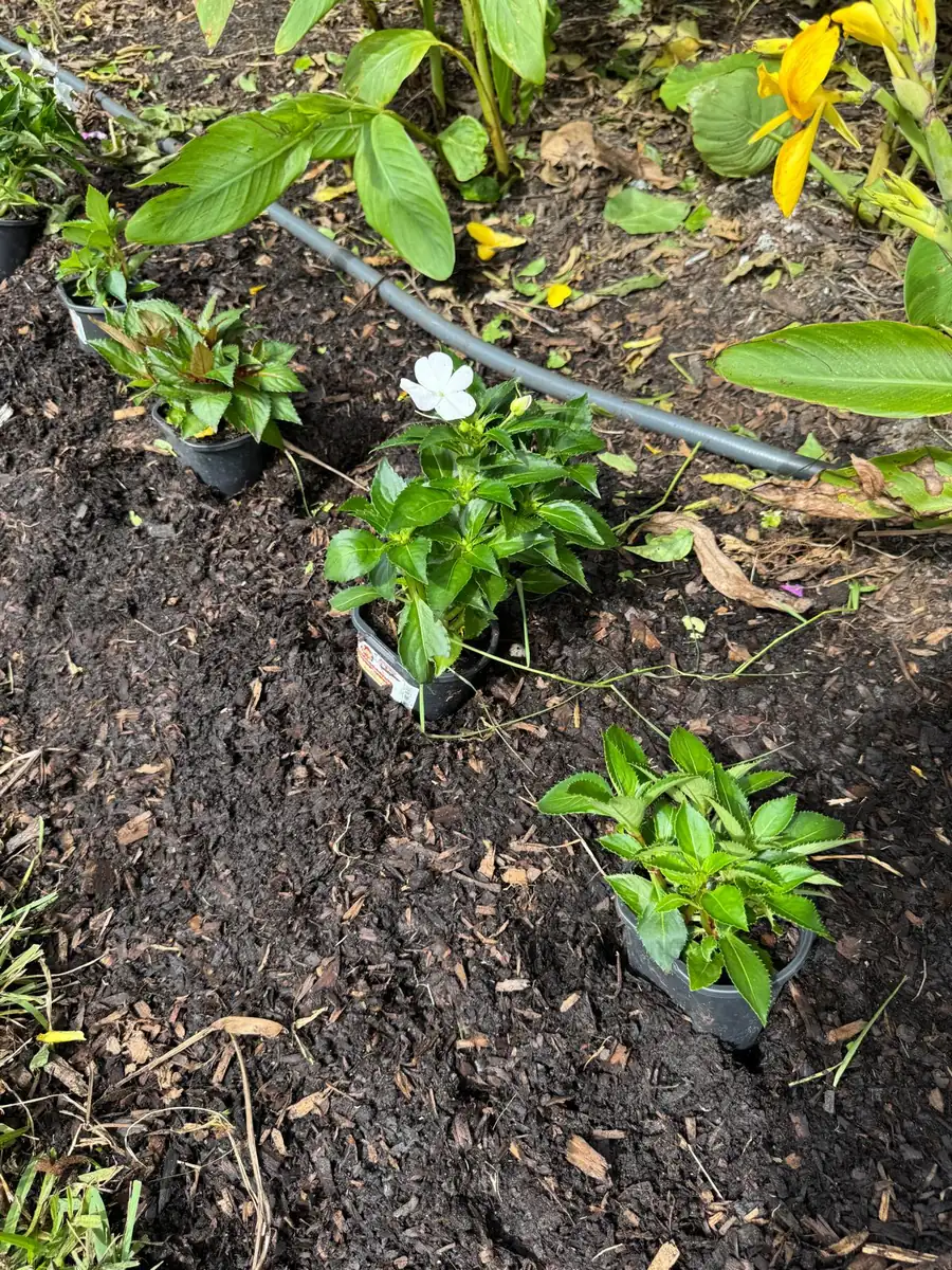 New plants set out in a freshly mulched bed, ready for planting