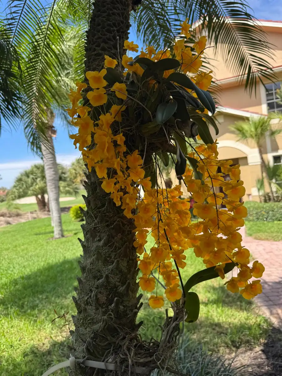 Yellow orchids blooming on a palm trunk