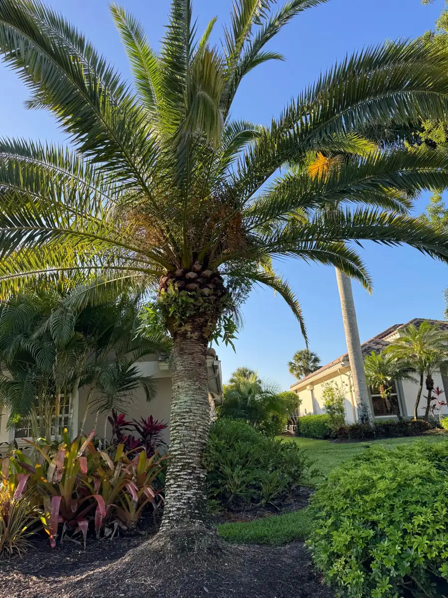 Palm tree surrounded by bromeliads, ti plants, and manicured shrubs