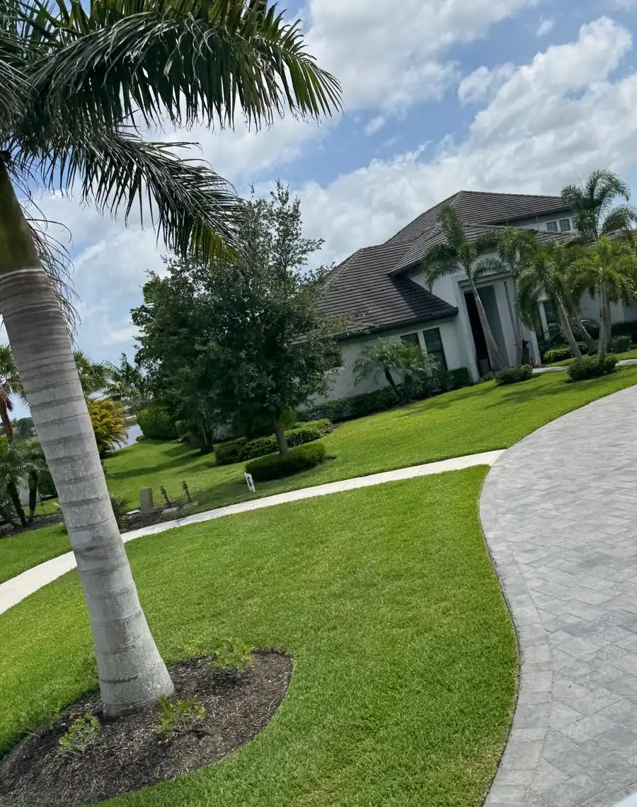 Royal palm with a fresh mulch ring and a neatly edged lawn